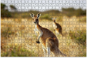 1000 Piece Jigsaw Puzzle Game, Colorful Red Kangaroo grasslands Australian Outback Large Puzzle Artwork for Adults Teens Challenging Puzzle Game Nights Toy Gift