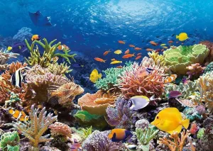 500 Pieces Puzzles for Adults - Great Barrier Reef Colorful Coral and Fish Turtles Funny Puzzle Unique Difficult and Challenge Large Puzzle Game Toys Gift