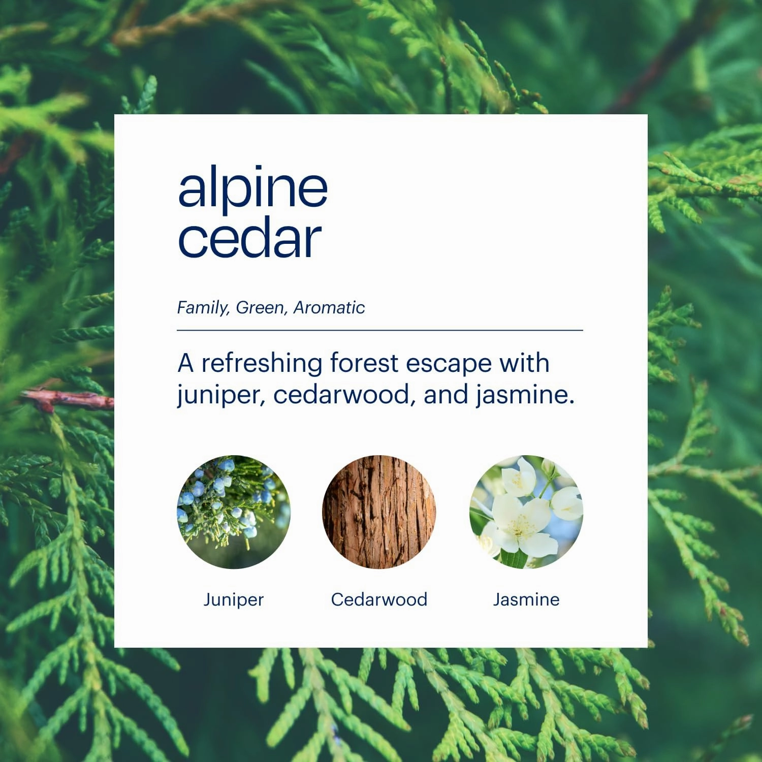 Aera True Loves Alpine Cedar – Deodorizing Home Fragrance Scent Refill for Pet Odor – Notes of Juniper, Cedarwood & Jasmine – Compatible With Aera Smart Diffuser – 25mL