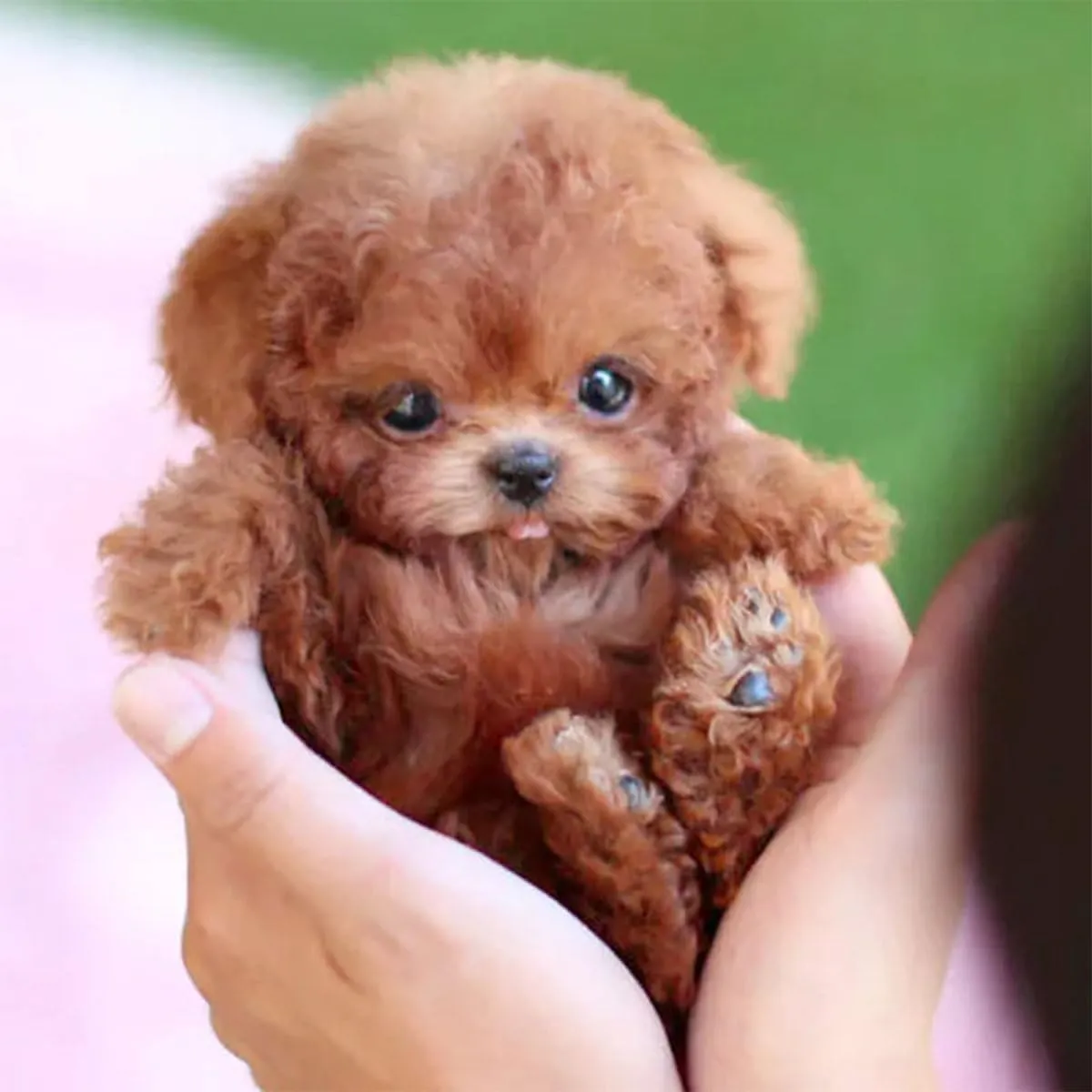 AI Robot Dog, Smart Robotic Dog That Acts Like a Real Puppy, Nicoo - My Realistic Robot Puppy - Walking, Barking, Tail Wagging (Set B)