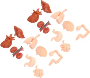 BESPORTBLE 2 Sets Human Organ Model for Anatomically Accurate Anatomy for Physiology Study Montessori Tools Featuring Realistic Heart Stomach Lungs Liver Kidneys and Intestines