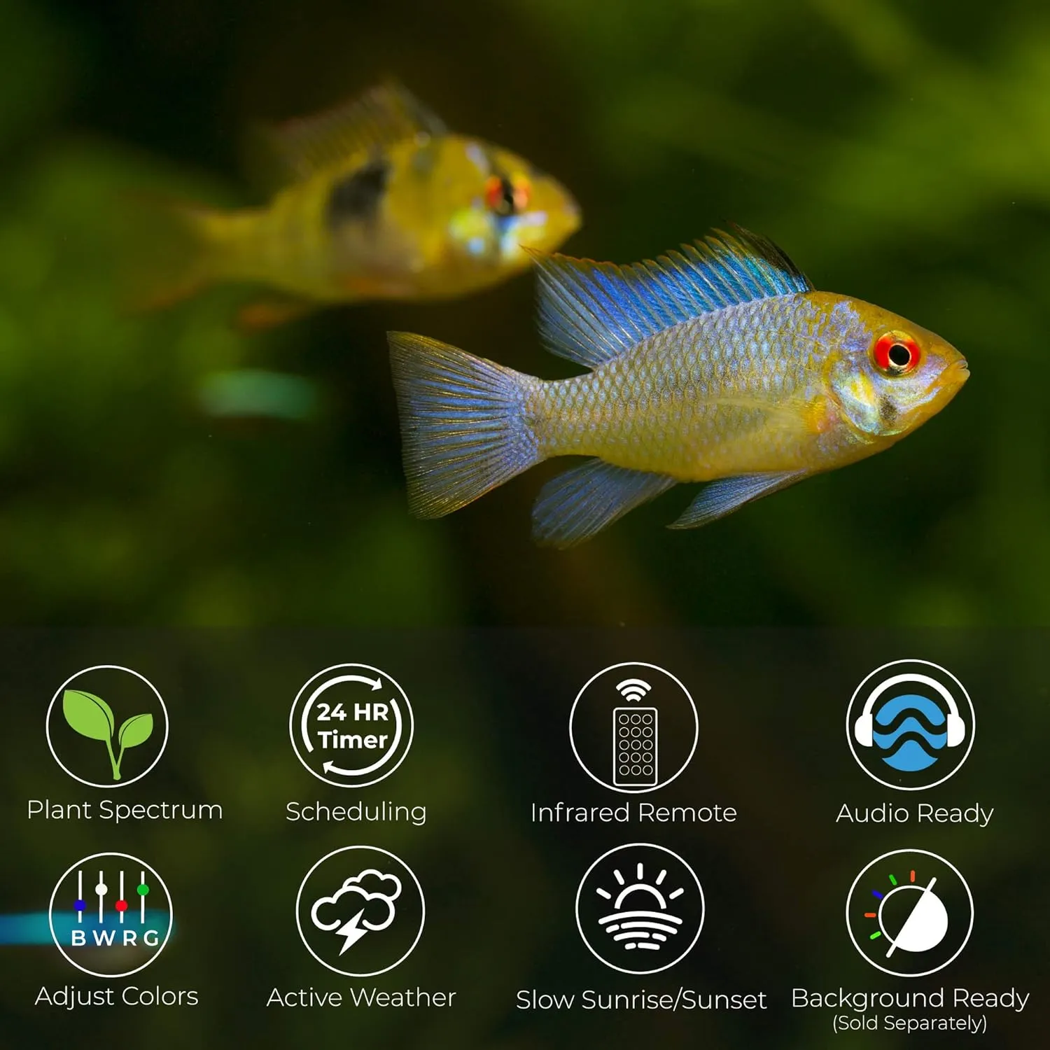CURRENT USA 18-24" Inch White Full Spectrum Freshwater LED Aquarium Plant Light 10 15 20 25 Gallon | Satellite Plus RGB  for Aquariums | Wireless 24 Hour Timer Remote Fish Tank Planted Lighting (4320)