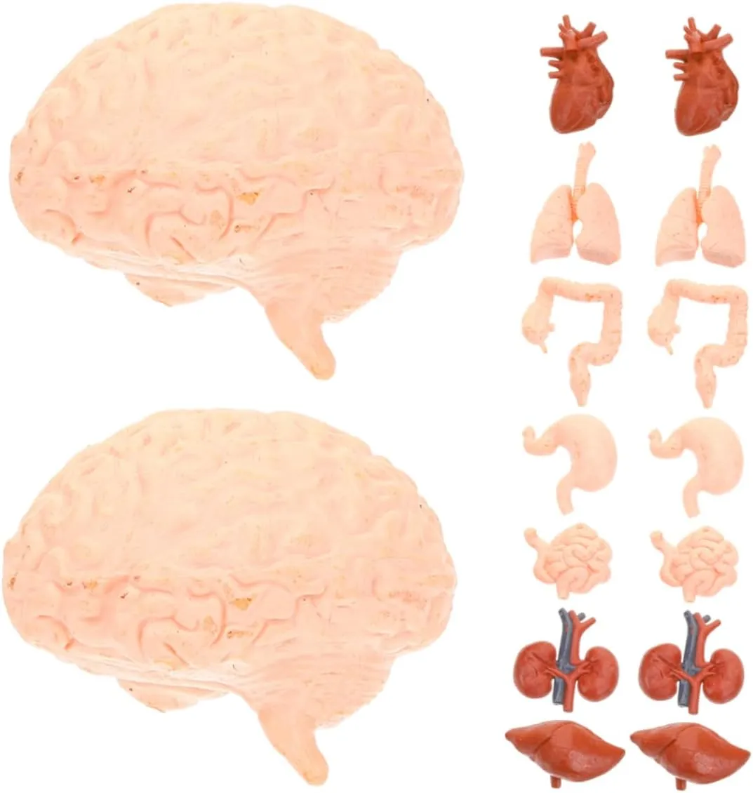 KESYOO 2 Sets Anatomy Model for Realistic Human Organs Educational Tools Interactive Torso Models with Removable Parts for Montessori Teaching and Anatomy Study