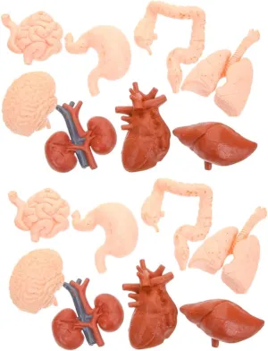 Milisten 2 Sets Montessori Human Anatomy Model of Realistic Organ Models for Brain Heart Stomach Lung Liver Kidney Educational Tools for Classroom Learning Home Study