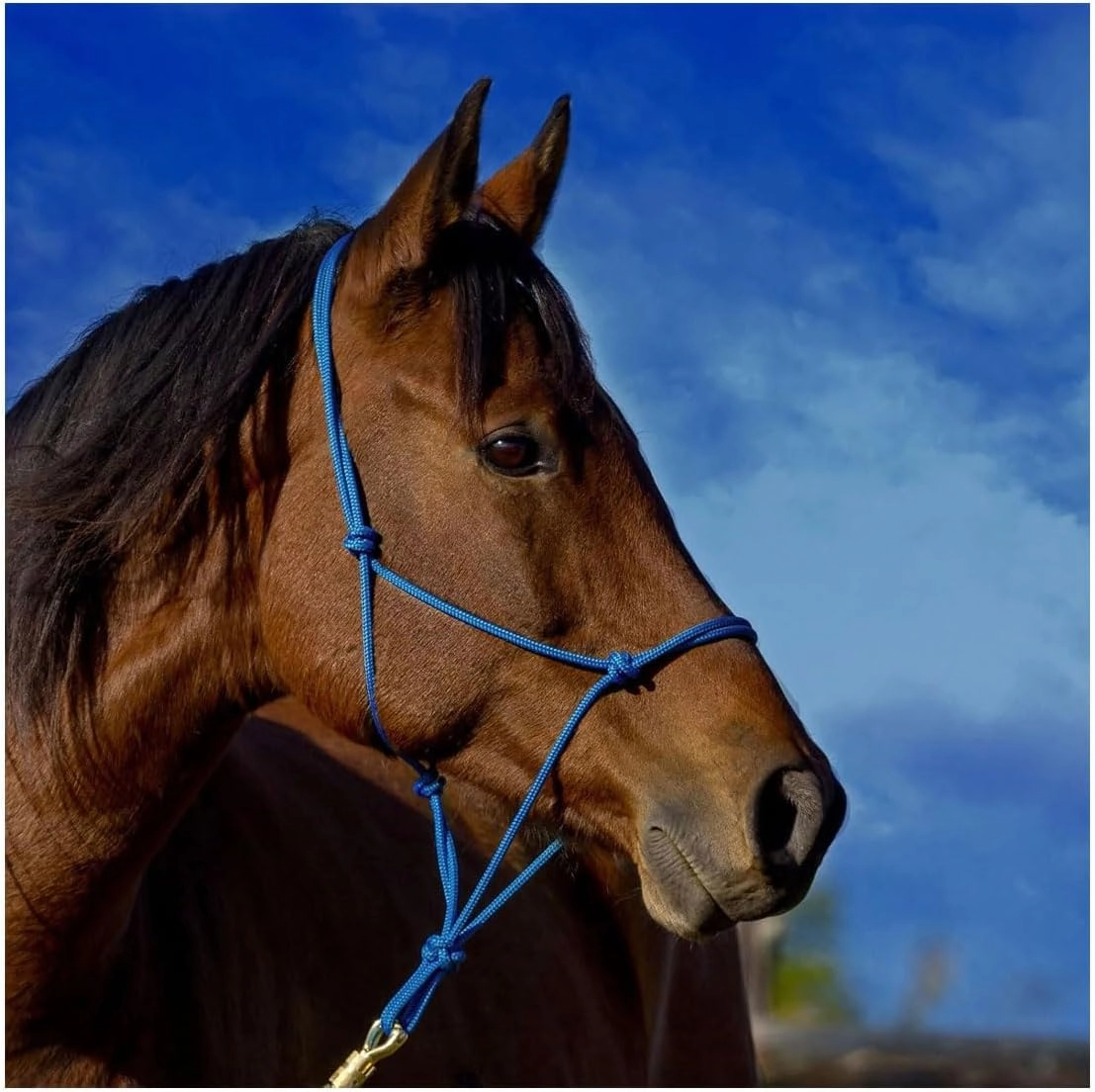 Parelli Horseman's Strong Lightweight Simple Knots Everyday Use UV Resistant Thin Smooth Yachting Braid Polyester Horse Rope Halter with Leather Poppers