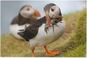 Parent-Child Jigsaw Puzzle 500 Piece Two Beautiful Puffins Birds Fish Mouths Colorful Home Decoration New Upgraded Gifts