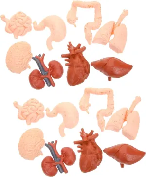 UPKOCH 2 Sets Realistic Organ Model for Interactive Anatomy with Heart Stomach Lungs Liver and Kidneys Montessori Educational Tool for Medical Learning Classrooms