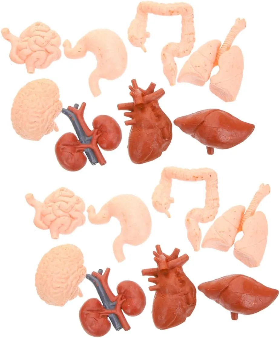 UPKOCH 2 Sets Realistic Organ Model for Interactive Anatomy with Heart Stomach Lungs Liver and Kidneys Montessori Educational Tool for Medical Learning Classrooms