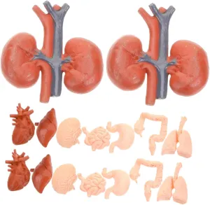 VICASKY 2 Sets Comprehensive Human Anatomy Model for Detailed Educational Organ Models with Removable Parts for Montessori Teaching and Study of Heart Stomach Lungs Liver and Kidneys