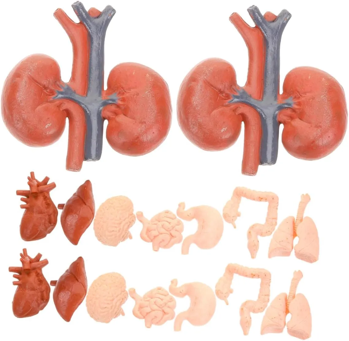 VICASKY 2 Sets Comprehensive Human Anatomy Model for Detailed Educational Organ Models with Removable Parts for Montessori Teaching and Study of Heart Stomach Lungs Liver and Kidneys